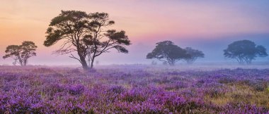 Zuiderheide National park Veluwe, purple pink heather in bloom, blooming heater on the Veluwe by Laren Hilversum Netherlands, blooming heather fields