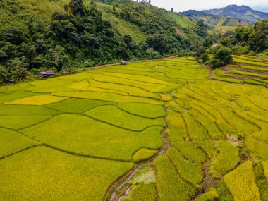 Sapan Bo Kluea Nan Tayland 'daki altın pirinç tarlaları yeşil pirinç tarlaları ve dağları olan yeşil bir vadi.