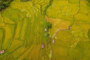 Sapan Bo Kluea Nan Tayland 'da yeşil pirinç tarlaları ve dağları olan yeşil bir vadideki sarı yeşil çeltik tarlalarının insansız hava aracı manzarası.