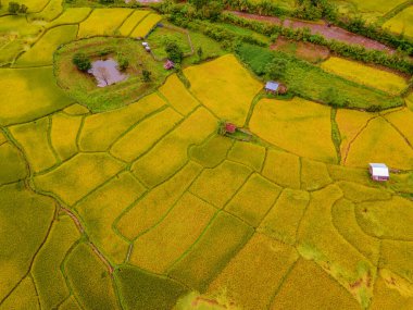 Sapan Bo Kluea Nan Tayland 'daki yeşil çeltik tarlaları yeşil pirinç tarlaları ve dağları olan yeşil bir vadi.