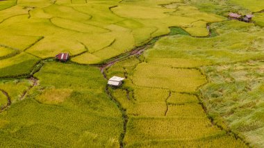  Sapan Bo Kluea Nan Tayland 'da çeltik tarlaları,