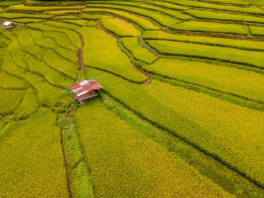 Sarı yeşil çeltik tarlaları Sapan Bo Kluea Nan Tayland 'da, yeşil pirinç tarlaları ve dağları olan yeşil bir vadi yağmur mevsiminde