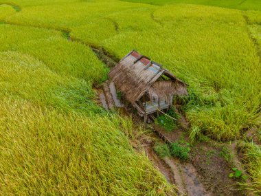 Sapan Bo Kluea Nan Tayland 'daki sarı yeşil çeltik tarlaları yeşil pirinç tarlaları ve dağları, küçük bambu kulübeleri ve pirinç tarlalarında çiftlikleri olan yeşil bir vadi.