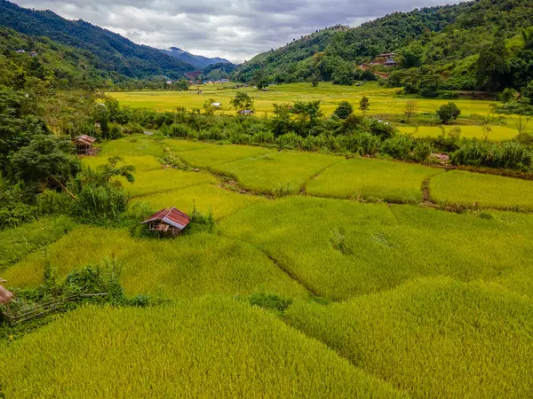 yellow green golden rice paddy field terraces at Sapan Bo Kluea Nan Thailand, a green valley with green rice fields and mountains. small farms in rice fields