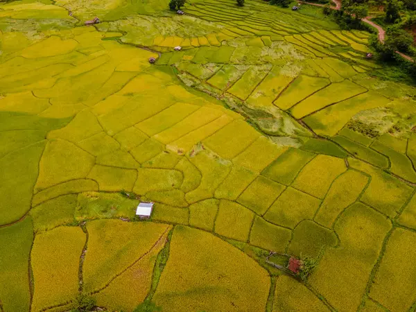 golden rice paddy field terraces at Sapan Bo Kluea Nan Thailand, a green valley with green rice fields and mountains