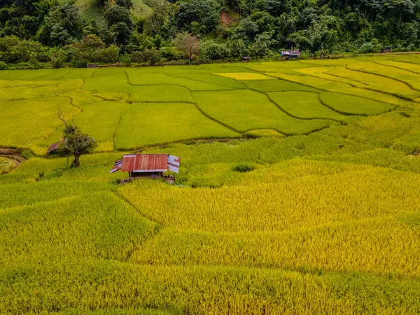 yellow green golden rice paddy field terraces at Sapan Bo Kluea Nan Thailand, a green valley with green rice fields and mountains in Thailand, drone aerial view above rice fields