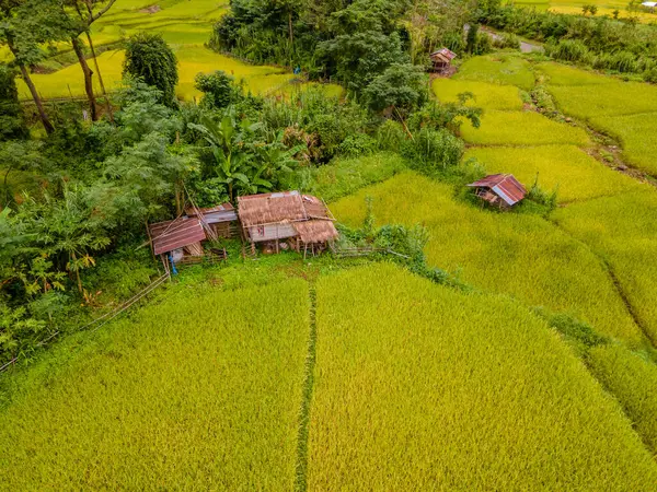 yellow green golden rice paddy field terraces at Sapan Bo Kluea Nan Thailand, a green valley with green rice fields and mountains in Thailand