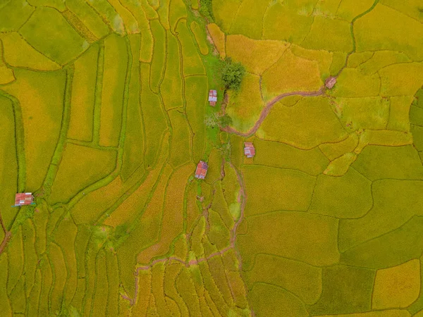 yellow green golden rice paddy field terraces at Sapan Bo Kluea Nan Thailand, a green valley with green rice fields and mountains in Thailand, drone aerial view above rice fields