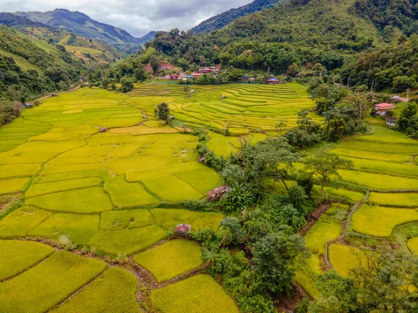 yellow green golden rice paddy field terraces at Sapan Bo Kluea Nan Thailand, a green valley with green rice fields and mountains. Terraced rice field sin Thailand