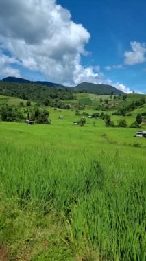 Tayland 'daki yeşil yağmur mevsiminde Chiangmai' deki teras pirinç tarlasında. Kraliyet Projesi Khun Pae Kuzey Tayland. Dağlardaki çiftlikte küçük bambu evleri.
