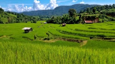 Tayland 'daki yeşil yağmur mevsiminde Chiangmai' deki teras pirinç tarlasında. Yağmur mevsiminde Kuzey Tayland Kraliyet Projesi