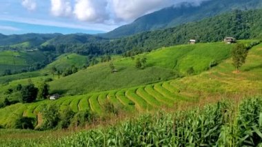 Tayland 'daki yeşil yağmur mevsiminde Chiangmai' deki teras pirinç tarlasında. Kraliyet Projesi Khun Pae Kuzey Tayland.