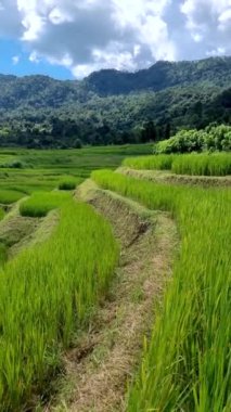 Tayland 'daki yeşil yağmur mevsiminde Chiangmai' deki teras pirinç tarlasında. Kraliyet Projesi Khun Pae Kuzey Tayland.