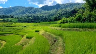 Tayland 'daki yeşil yağmur mevsiminde Chiangmai' deki teras pirinç tarlasında. Kraliyet Projesi Khun Pae Kuzey Tayland Güneşli bir günde