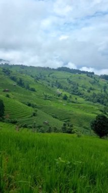 Chiangmai, Tayland 'daki Terrace Rice Field, Pa Pong Piang pirinç terasları, yağmur mevsiminde sisli ve sisli yeşil çeltik tarlaları.