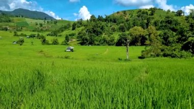 Tayland 'daki yeşil yağmur mevsiminde Chiangmai' deki teras pirinç tarlasında. Kraliyet Projesi Khun Pae Kuzey Tayland Güneşli bir günde