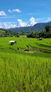 Tayland 'daki yeşil yağmur mevsiminde Chiangmai' deki teras pirinç tarlasında. Yağmur mevsiminde Kuzey Tayland Kraliyet Projesi