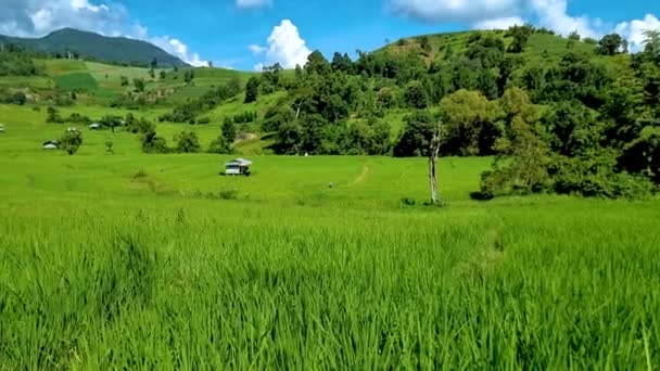 Terasované Rýžové Pole Chiangmai Během Zelené Dešťové Sezóny Thajsko Královský — Stock video