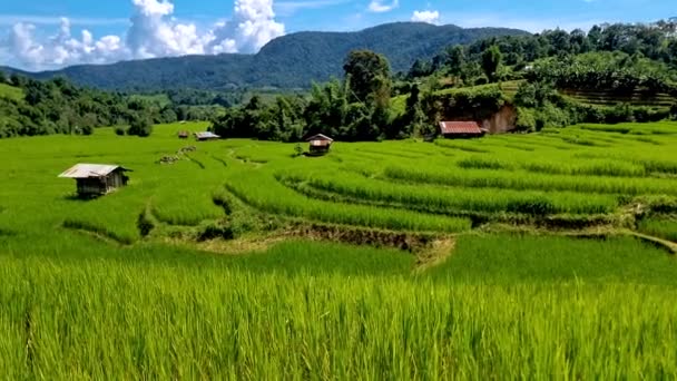 Tayland Daki Yeşil Yağmur Mevsiminde Chiangmai Deki Teras Pirinç Tarlasında — Stok video