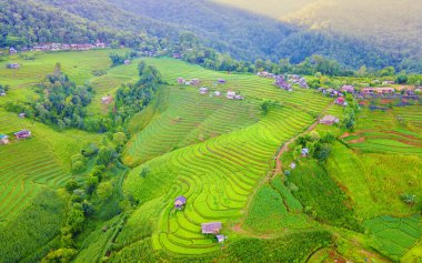 Chiangmai, Tayland 'daki Terrace Rice Field, Pa Pong Piang pirinç terasları, yağmur mevsiminde yeşil çeltik tarlaları. Tayland 'ın dağlarında küçük çiftlikler