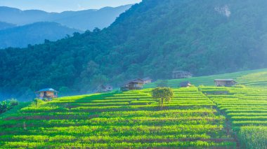 Chiangmai, Tayland 'daki Terrace Rice Field, Pa Pong Piang pirinç terasları, yağmur mevsiminde yeşil çeltik tarlaları. Tayland 'ın dağlarında küçük çiftlikler