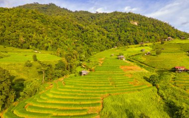 Chiangmai, Tayland, Pa Pong Piang pirinç terasları ve yağmur mevsiminde yeşil pirinç tarlaları ile dağlarda gün batımı.