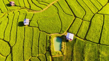 Tayland 'daki yeşil yağmur mevsiminde Chiangmai' deki teras pirinç tarlasında. Kraliyet Projesi Khun Pae Kuzey Tayland. Küçük çiftlikleri olan yeşil pirinç tarlasında yukarıdan insansız hava aracı görüntüsü