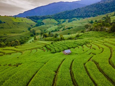 Tayland 'da, yeşil yağmur mevsiminde Chiangmai' de bir Terraced Rice Field. Kraliyet Projesi Kuhn Pae Kuzey Tayland Vadisi