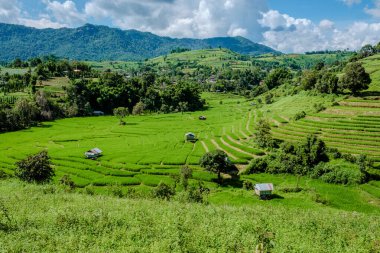 Tayland 'daki yeşil yağmur mevsiminde Chiangmai' deki teras pirinç tarlasında. Kraliyet Projesi Khun Pae Kuzey Tayland Vadisi 'nin arkasında dağlar var.