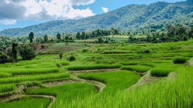 Tayland 'daki yeşil yağmur mevsiminde Chiangmai' deki teras pirinç tarlasında. Kraliyet Projesi Khun Pae Kuzey Tayland Vadisi 'nin arkasında dağlar var.