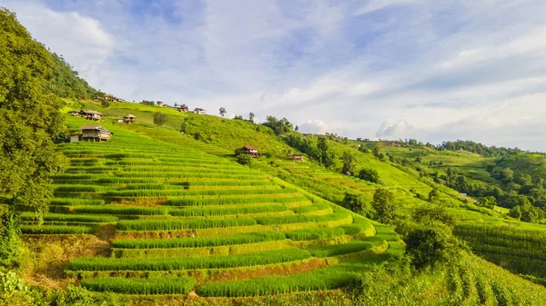 Curved Green Terraced Rice Field Chiangmai Ταϊλάνδη Pong Piang Ταράτσες — Φωτογραφία Αρχείου