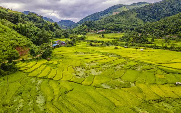 yellow green golden rice paddy field terraces at Sapan Bo Kluea Nan Thailand, a green valley with green rice fields and mountains. Terraced rice field sin Thailand