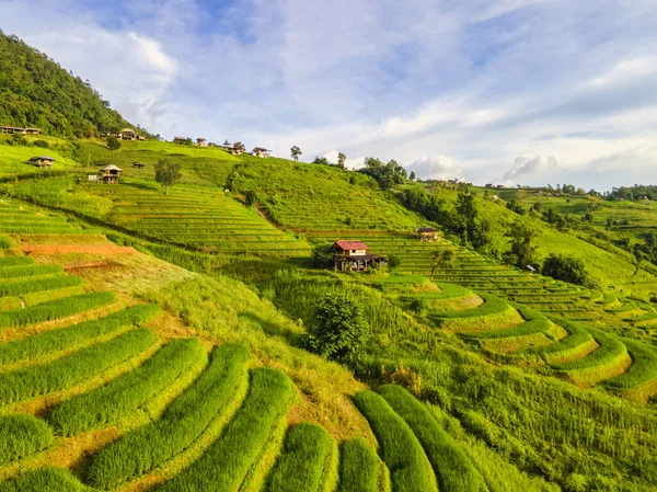 Beautiful Terraced Rice Fields in Chiangmai, Thailand, Pa Pong Piang rice terraces, green rice paddy fields during rain season