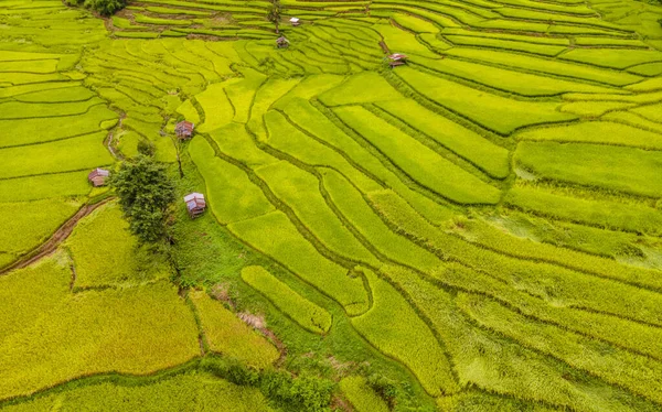 位于泰国南部萨潘博克卢亚的黄绿色稻田梯田 是一个绿色的山谷 早上有绿色稻田和高山 — 图库照片