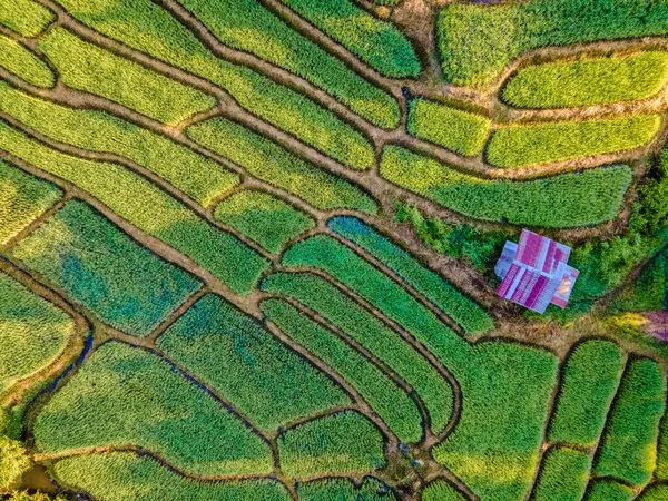 Top Näkymä Ylhäältä Riisipellolla Chiangmain Vihreällä Sadekaudella Thaimaassa Royal Project — kuvapankkivalokuva