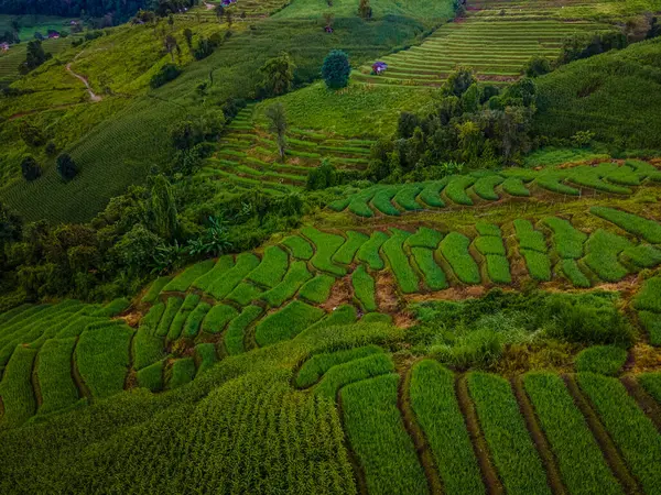 Chiangmai Tayland Pong Piang Pirinç Teraslarında Yeşil Teraslı Pirinç Tarlaları — Stok fotoğraf