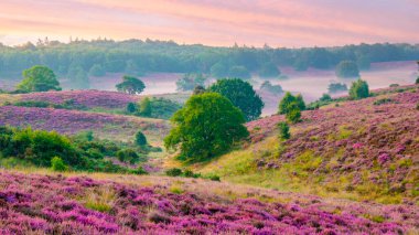 Posbank Ulusal Parkı Veluwezoom, Hollanda 'daki Veluwe' de gündoğumu sırasında çiçek açan Heather tarlaları, Posbank Hollanda 'nın mor tepeleri ve sis.