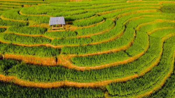 sunset in the mountains with green Terraced Rice Field in Chiangmai, Thailand, Pa Pong Piang rice terraces, green rice paddy fields during rain season