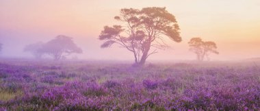 Zuderheide Ulusal Parkı Veluwe, sisli bir gündoğumunda açan pembe düve, Veluwe Hollanda 'da açan ısıtıcı.