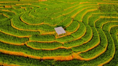 Chiangmai, Tayland 'daki Terrace Rice Field, Pa Pong Piang pirinç terasları, yağmur mevsiminde yeşil çeltik tarlaları, dağlarda küçük bir çiftliği olan bir pirinç tarlasında insansız hava aracı.