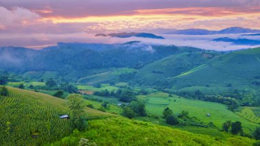 Chiangmai, Tayland 'da yeşil pirinç tarlası, Pa Pong Piang pirinç terasları, gün batımında yeşil çeltik tarlaları...