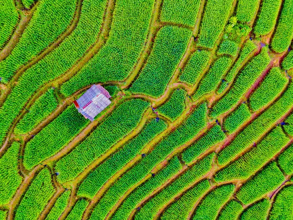 Terraced Rice Field in Chiangmai, Thailand, Pa Pong Piang rice terraces, green rice paddy fields during rain season, drone aerial view