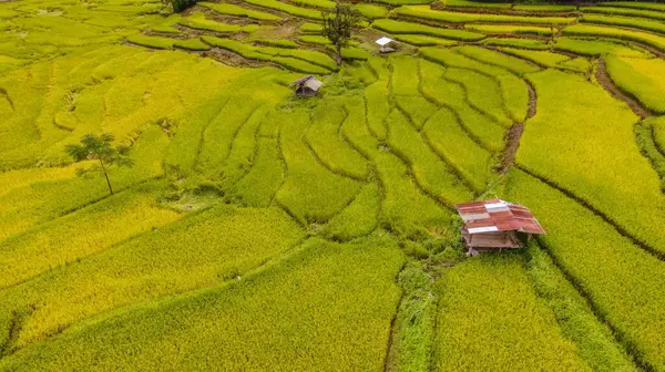 位于泰国南部萨潘博克卢亚的黄绿色稻田梯田 是一个多云的绿色山谷 有绿色稻田和高山 — 图库照片