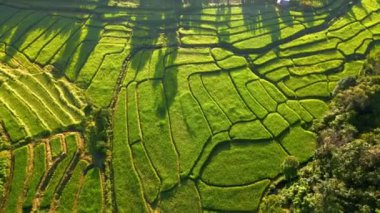 Kuzey Tayland 'da pirinç tarlaları, yeşil pirinç tarlaları. Chiangmai Kraliyet Projesi 'nde pirinç tarlası. 