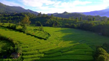 Kuzey Tayland 'daki çeltik tarlaları, yeşil pirinç tarlaları. Chiangmai Kraliyet Projesi 'nde pirinç tarlası. 