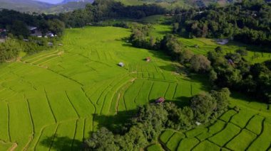 Kuzey Tayland 'da çeltik pirinç tarlaları, Kuzey Tayland' da pirinç tarlaları, yeşil pirinç tarlaları. Chiangmai Kraliyet Projesi 'nde pirinç tarlası. 