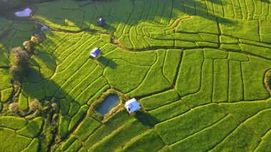 Kuzey Tayland 'da çeltik pirinç tarlaları, Kuzey Tayland' da pirinç tarlaları, yeşil pirinç tarlaları. Akşam saatlerinde Chiangmai Kraliyet Projesi 'nde pirinç tarlasını terasladı.