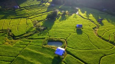 Kuzey Tayland 'da pirinç tarlaları, yeşil pirinç tarlaları. Chiangmai Kraliyet Projesi 'nde pirinç tarlası. 