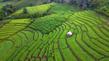 Kuzey Tayland 'da çeltik pirinç tarlaları, Kuzey Tayland' da Pa Pong Piang pirinç terasları, bulutlu bir günde yeşil pirinç çeltik tarlaları.