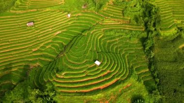 Kuzey Tayland 'da çeltik pirinç tarlaları, Kuzey Tayland' da Pa Pong Piang pirinç terasları, dağlarda parlayan güneş ışığı olan yeşil çeltik tarlaları.